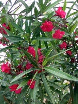 Playa Flamenca plants