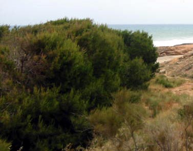 Playa Flamenca plants