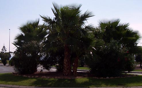 Playa Flamenca plants