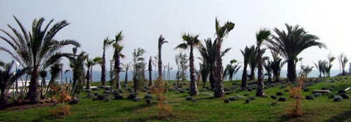 Playa Flamenca plants