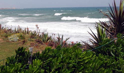 Playa Flamenca plants