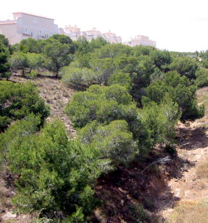 Playa Flamenca gorge