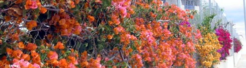Playa Flamenca plants