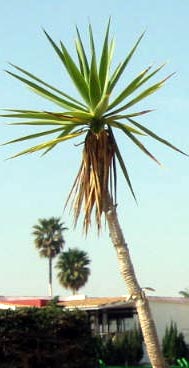 Playa Flamenca plants