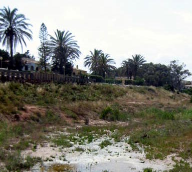 Playa Flamenca plants