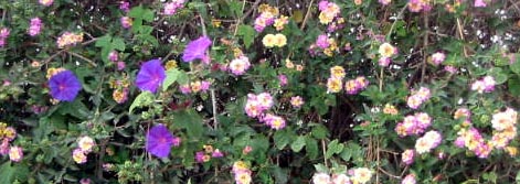 Playa Flamenca plants