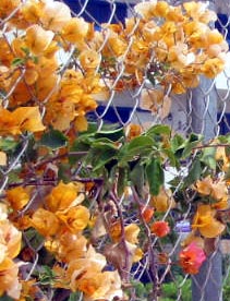 Playa Flamenca plants