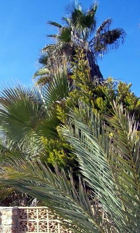 Playa Flamenca plants