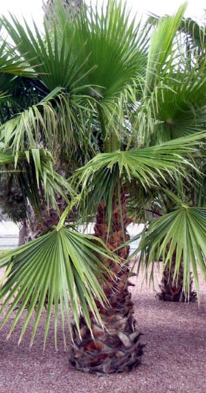 Playa Flamenca plants