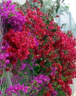 Playa Flamenca plants