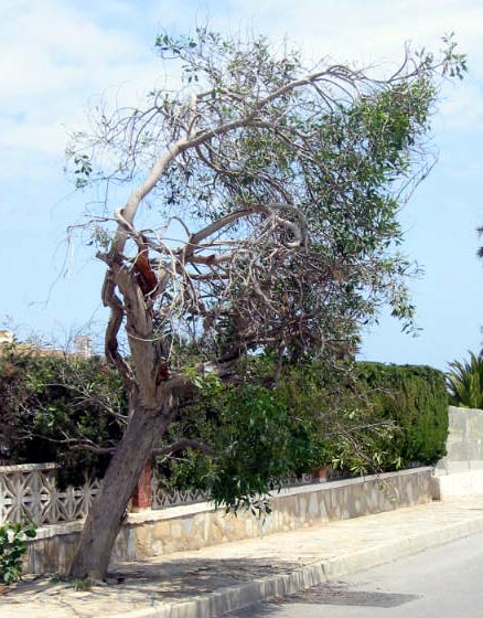 Playa Flamenca plants