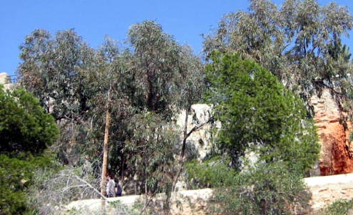 Playa Flamenca plants